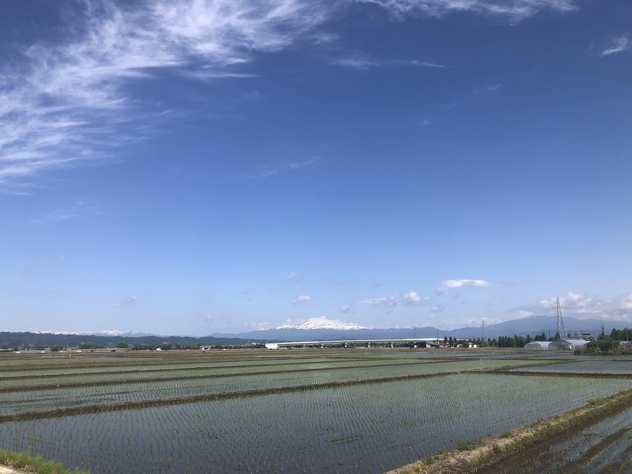 5月28日の水田