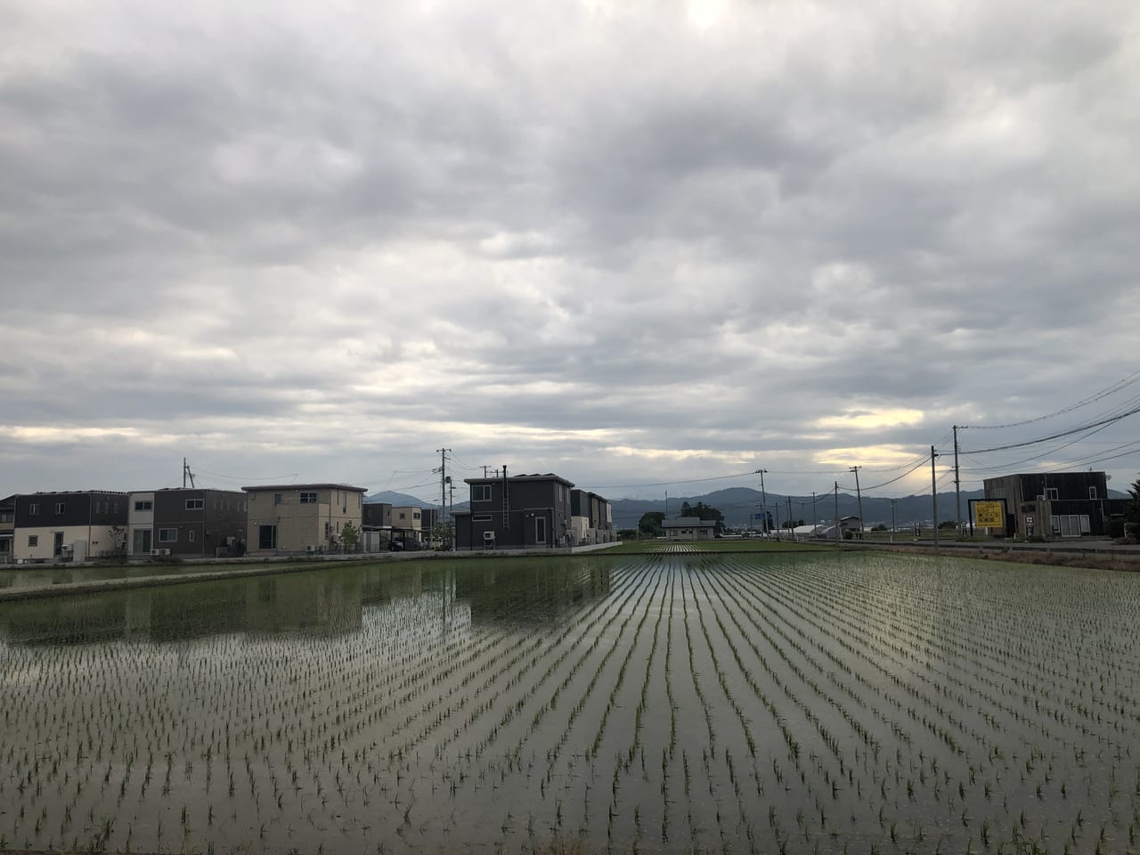 6月1日のたんぼ