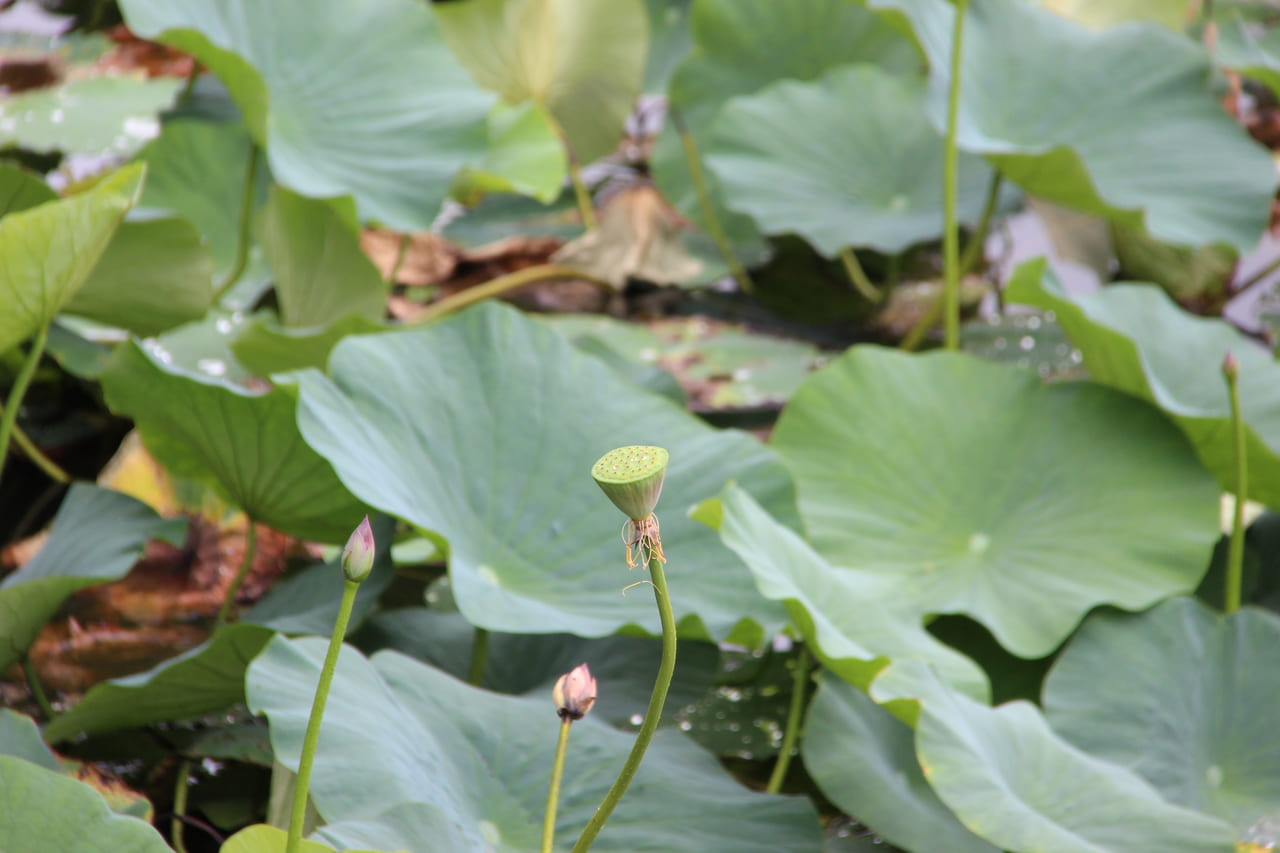 大山下池、上池があります。 今の時期は、蓮の花が咲き誇りきれいです。 平成20年に水鳥などの生息地として国際的に重要な湿地に関する「ラムサール条約」に登録されています。